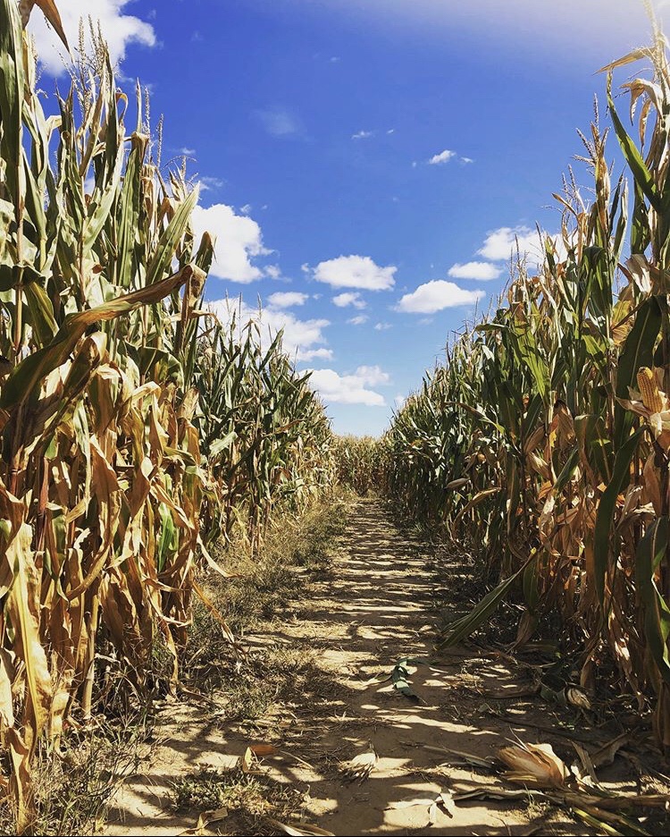 Hanes Corn Maze | Dundas, Ontario