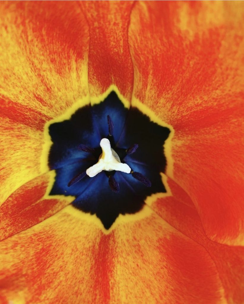 A Tulip Doesn’t Strive To Impress