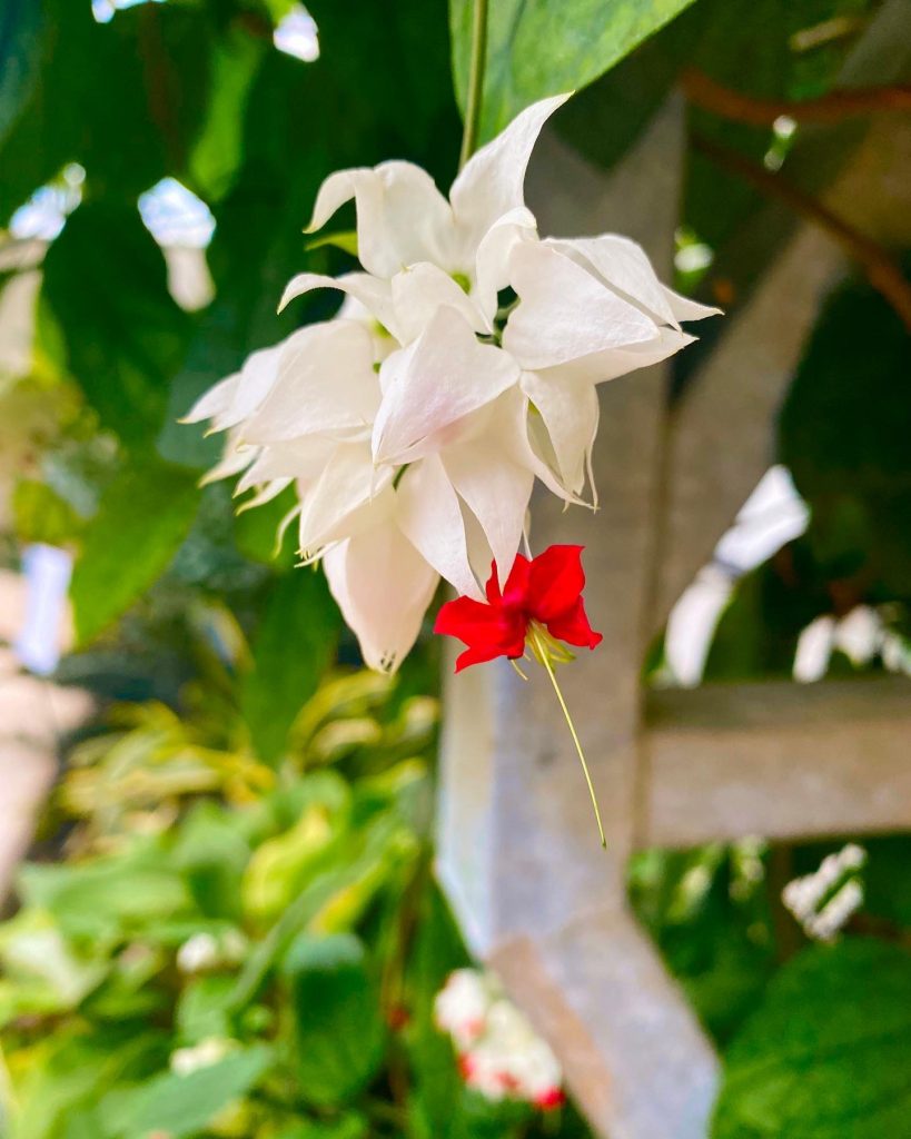 Exploring Gage Park Greenhouse | Hamilton, Ontario